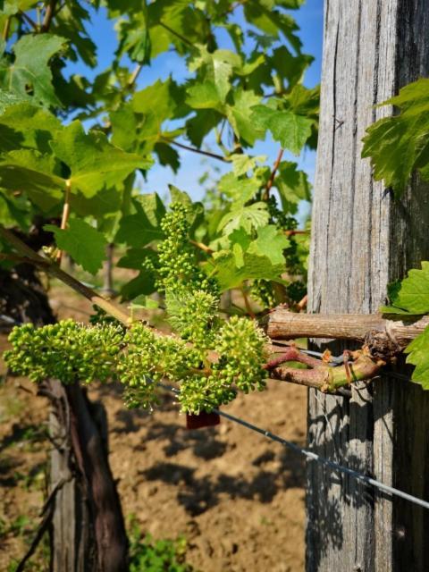 L Escale Des Vignes Gite Proche Saint Emilion Chateau Beynat Villa Exterior photo